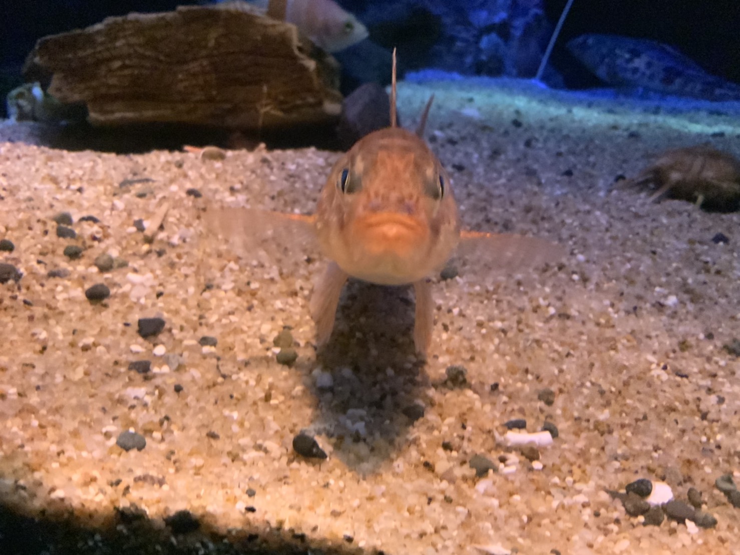 水族館に行ったら魚のの画像