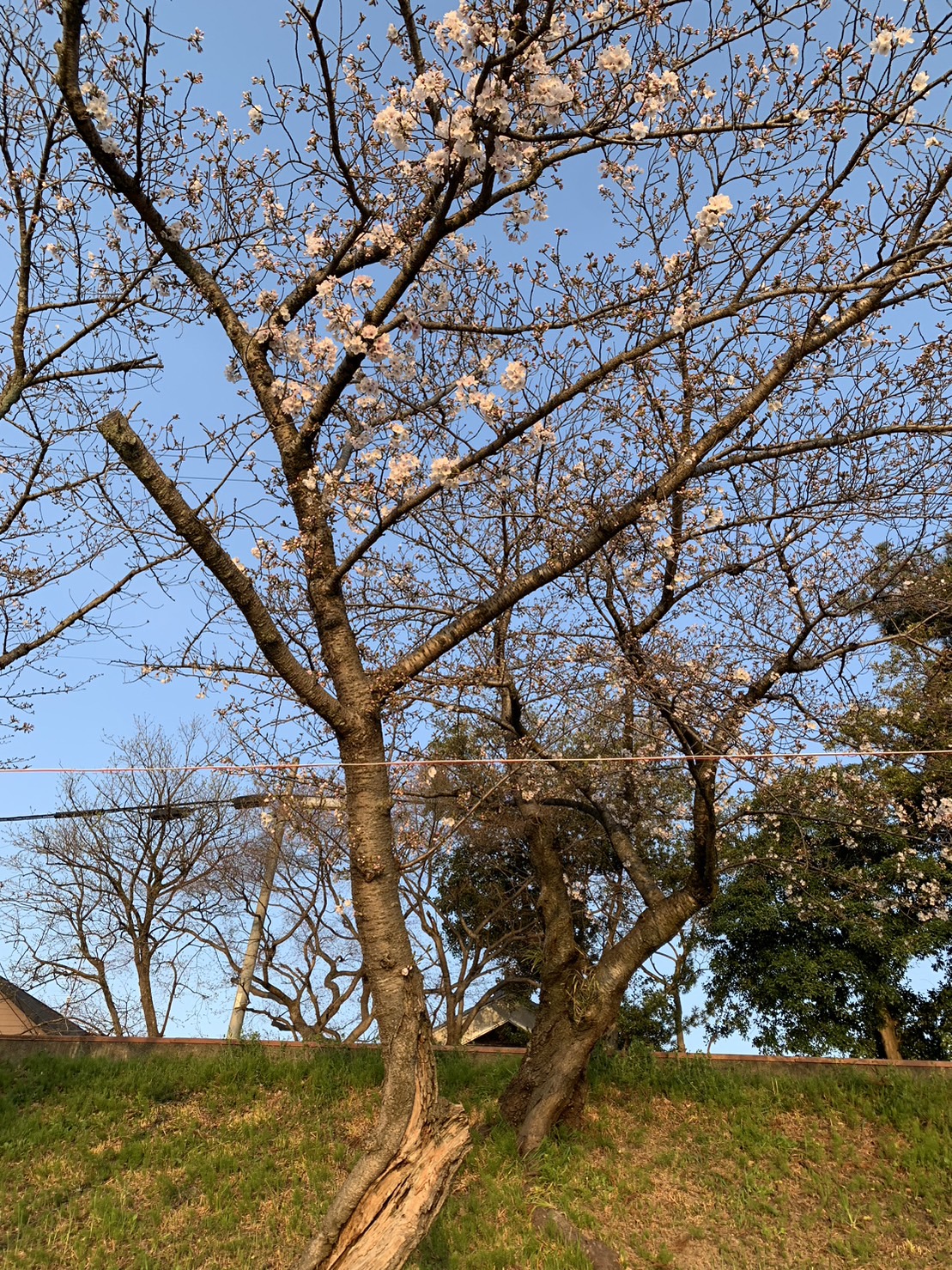 もぉ桜咲き始めましたの画像