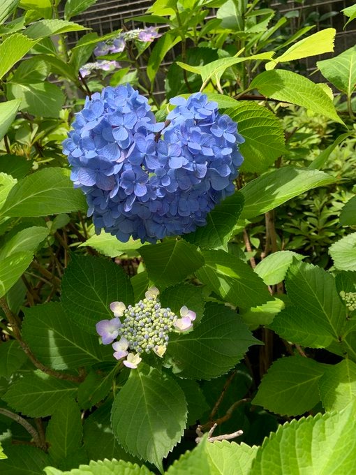 ハート&#x1FA75;の紫の画像