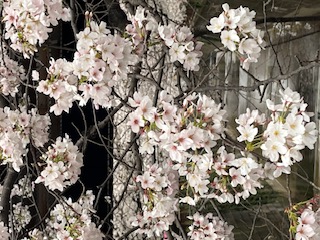 桜の季節&#x1F338;
﻿の画像