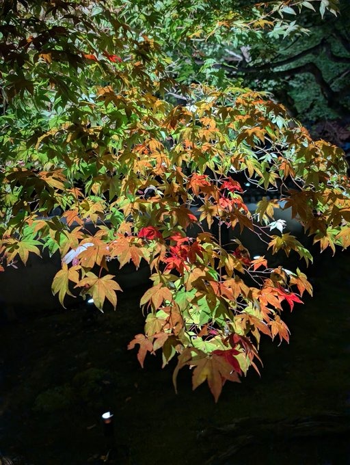京都の紅葉✨✨黄色、赤の画像