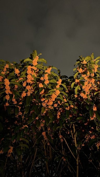 彩子(あやこ)の日記