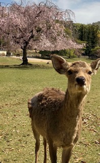 奈良公園で
おはようの画像