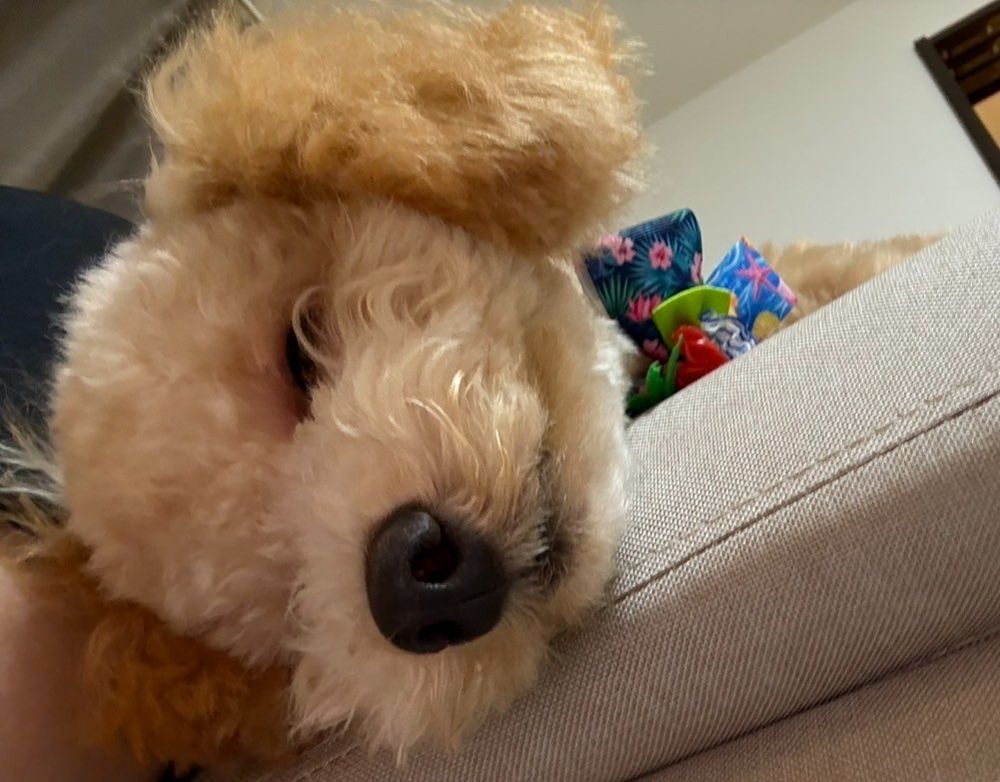 カットから帰るといつの画像