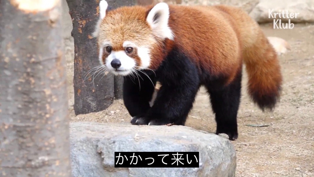 本日15時からになっての画像