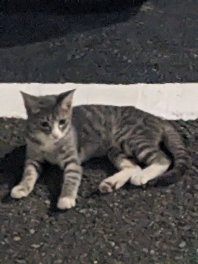 こんばんは☪︎&#x1F319の画像