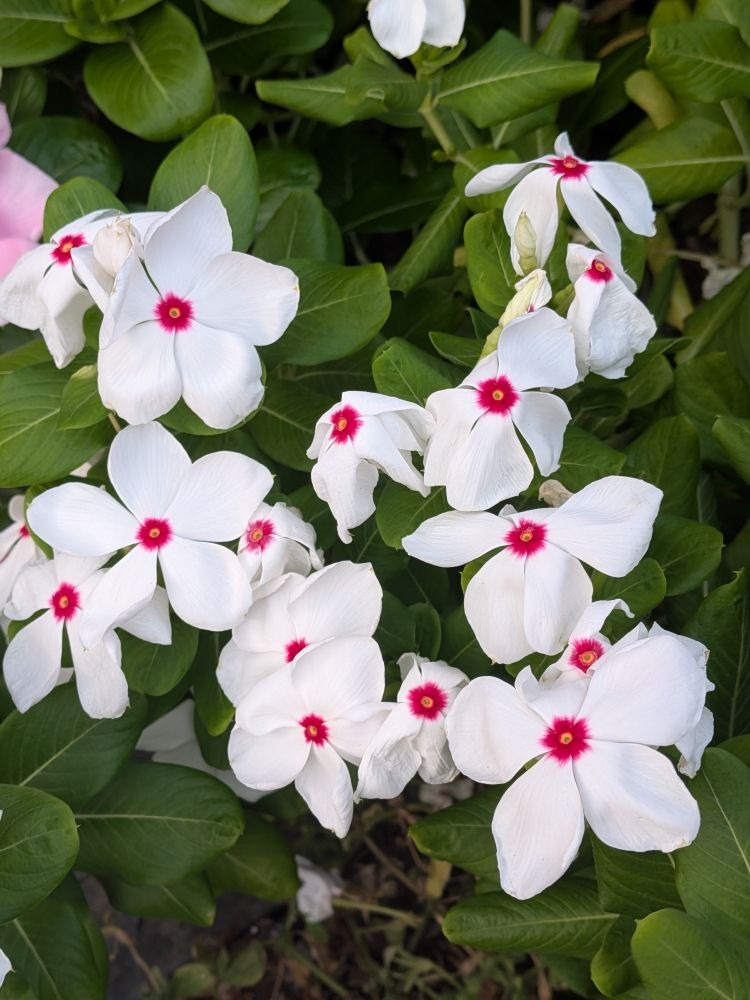 舞花-まいか-の日記