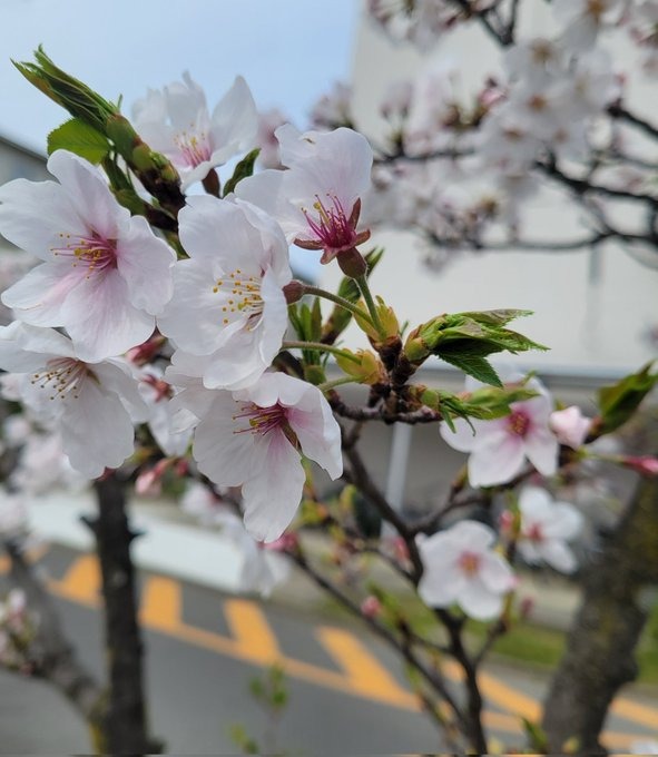 桜、撮ったよ❤️あ、詩の画像