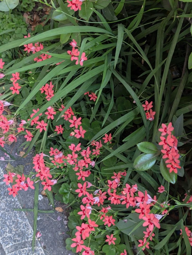 今日は暑かったですねの画像
