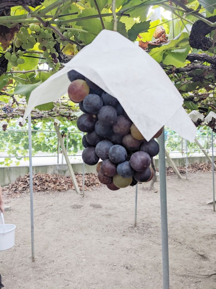 昨日、ブドウ狩りに行の画像